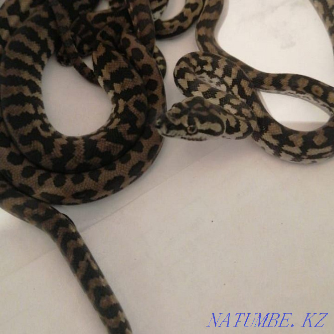 Carpet Python Snake! shoelaces on sale Almaty - photo 4