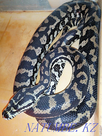 Carpet Python Snake! shoelaces on sale Almaty - photo 2