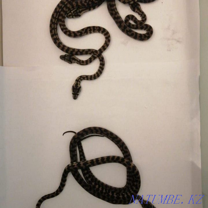 Carpet Python Snake! shoelaces on sale Almaty - photo 5