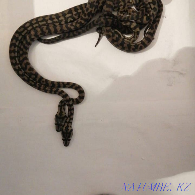 Carpet Python Snake! shoelaces on sale Almaty - photo 3