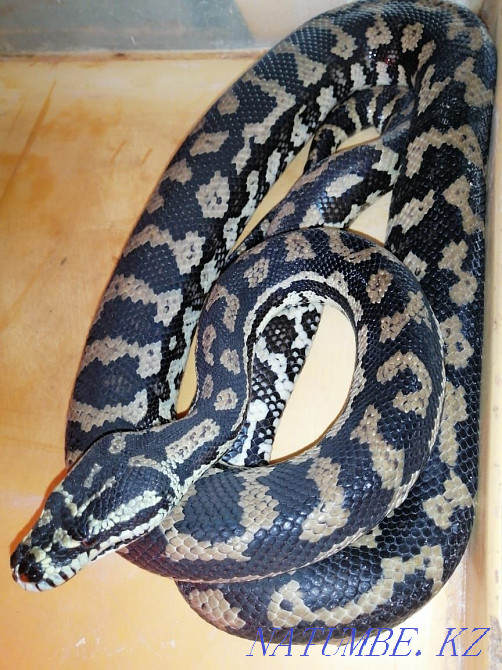 Carpet Python Snake! shoelaces on sale Almaty - photo 2