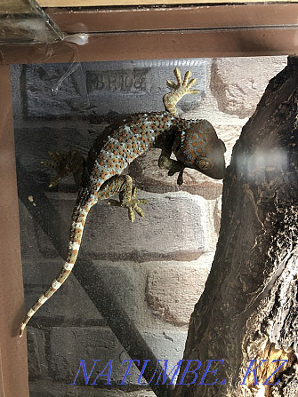 gecko toki Almaty - photo 1