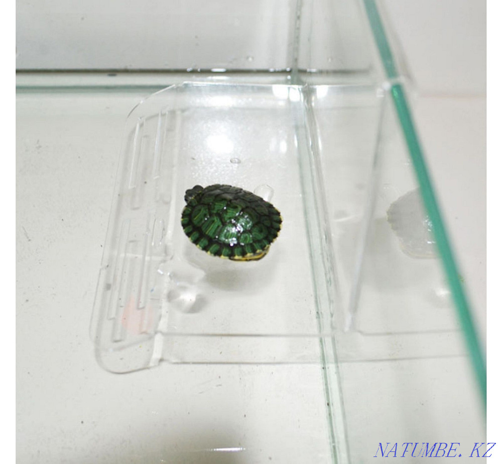 Тасбақаларға арналған сал  Астана - изображение 1