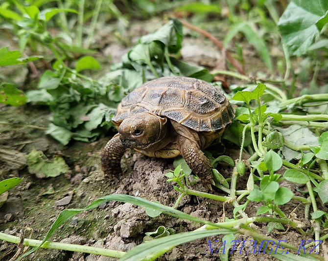 Land Little Turtle Almaty - photo 5