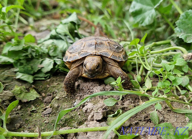 Land Little Turtle Almaty - photo 4