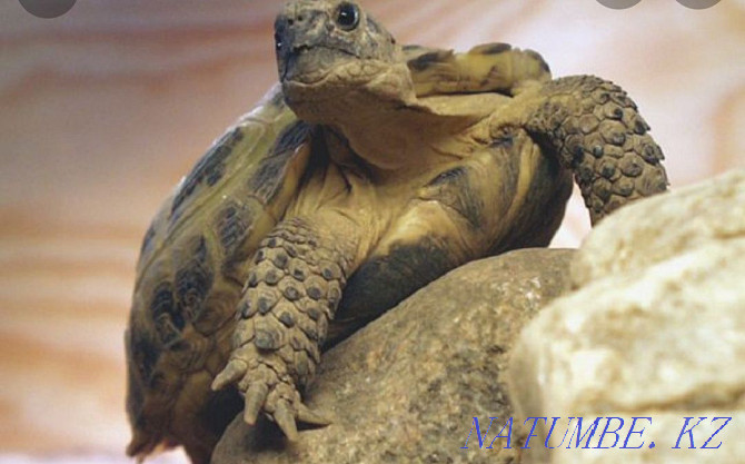 land turtle Almaty - photo 1