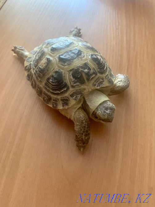 Land turtles 2 pcs. Kostanay - photo 5