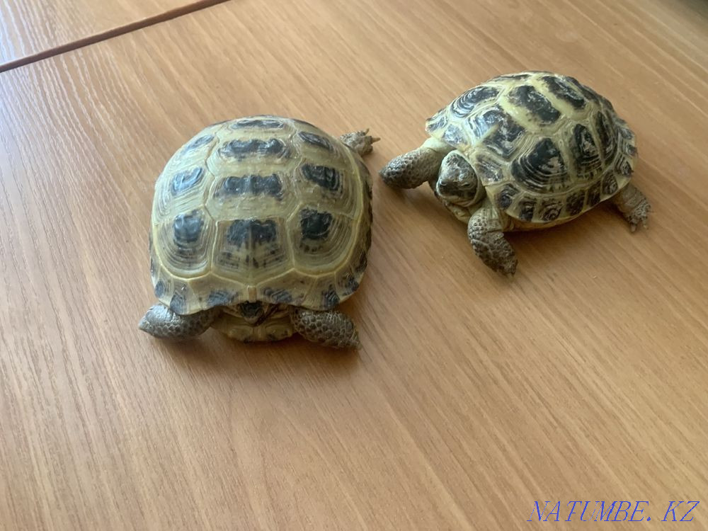 Land turtles 2 pcs. Kostanay - photo 3