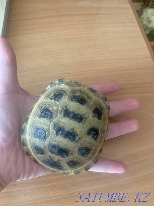 Land turtles 2 pcs. Kostanay - photo 4