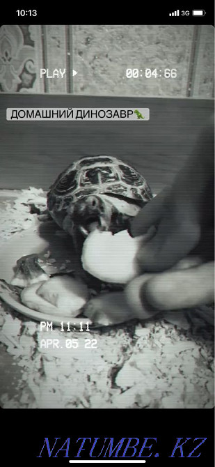 Land turtles 2 pcs. Kostanay - photo 2