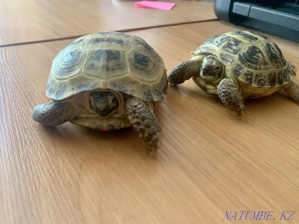 Land turtles 2 pcs. Kostanay - photo 1