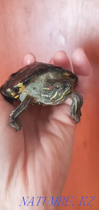 Срочно!Қызыл құлақ тасбақаны сатамын.бағасы келісім бойынша  Орал - изображение 1