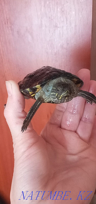 Срочно!Қызыл құлақ тасбақаны сатамын.бағасы келісім бойынша  Орал - изображение 2