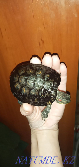 Срочно!Қызыл құлақ тасбақаны сатамын.бағасы келісім бойынша  Орал - изображение 3