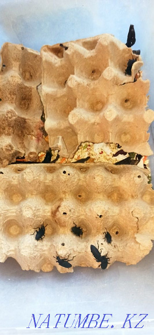 Bearded dragons with terrarium Astana - photo 6