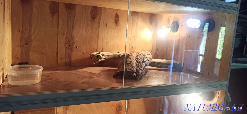 Bearded dragons with terrarium Astana - photo 7