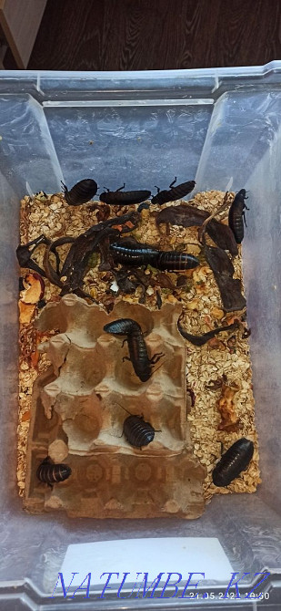 Bearded dragons with terrarium Astana - photo 5