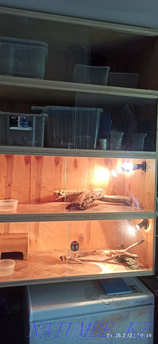 Bearded dragons with terrarium Astana - photo 8
