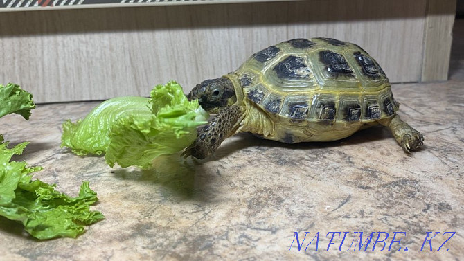 Central Asian tortoise Semey - photo 1