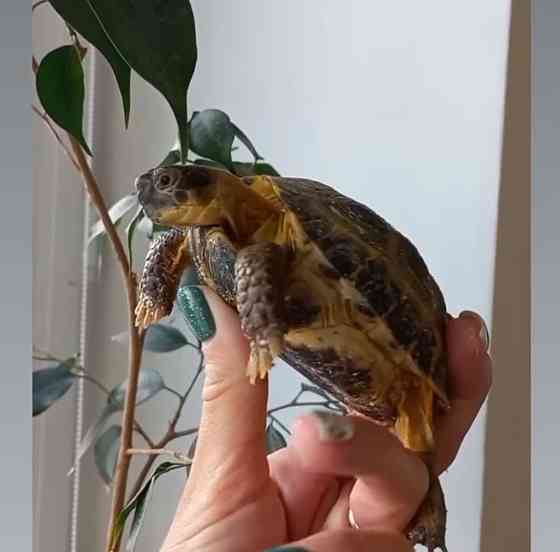 Черепаха сухопутная Костанай
