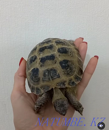 Turtle land Kostanay - photo 1