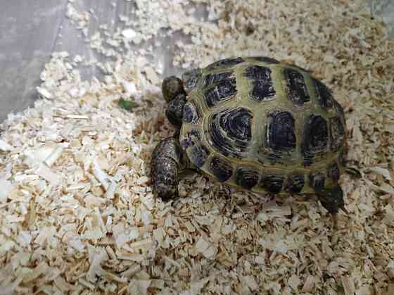 Черепаха сухопутная Нуркен