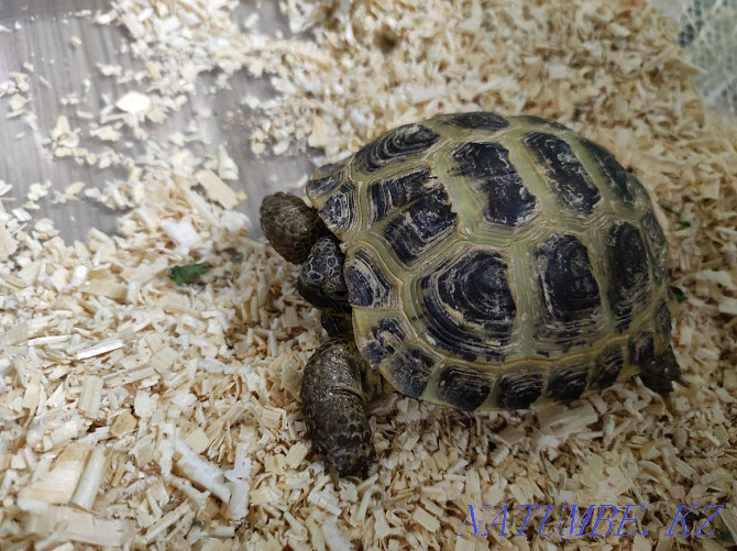 Черепаха сухопутная Нуркен - изображение 1