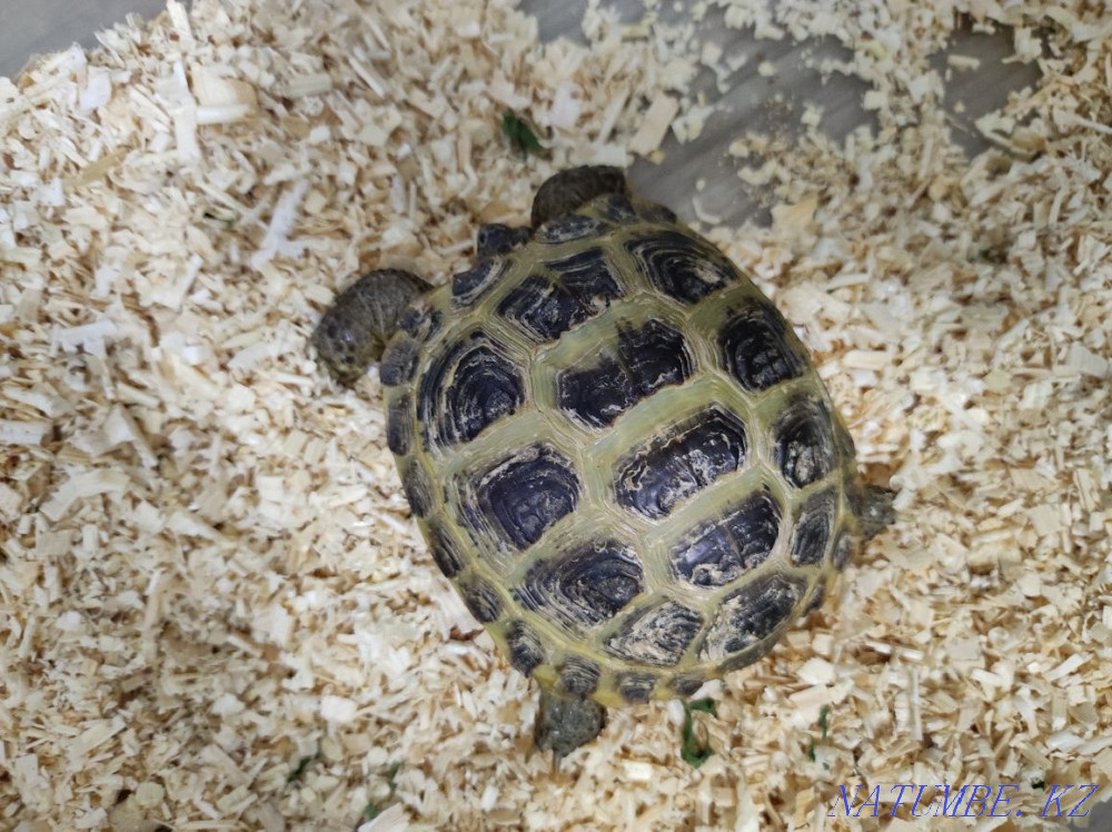 Turtle land Нуркен - photo 3