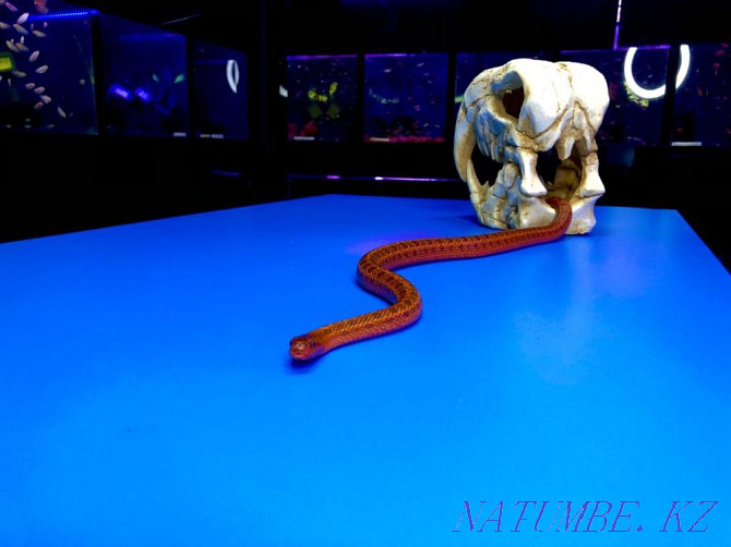 Patterned snake "Red" in "Live Corner" in Taugul! Almaty - photo 3