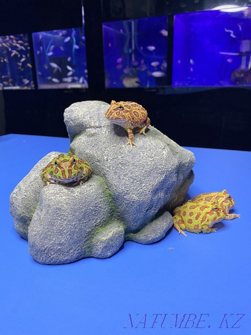 Frog Slingshot in "Live Corner" in Taugul Almaty - photo 4