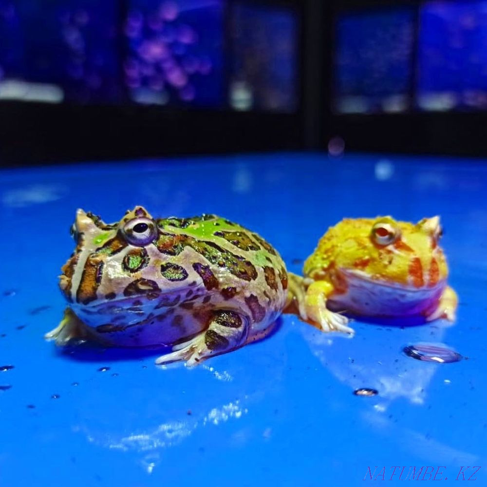 Frog Slingshot in "Live Corner" in Taugul Almaty - photo 3