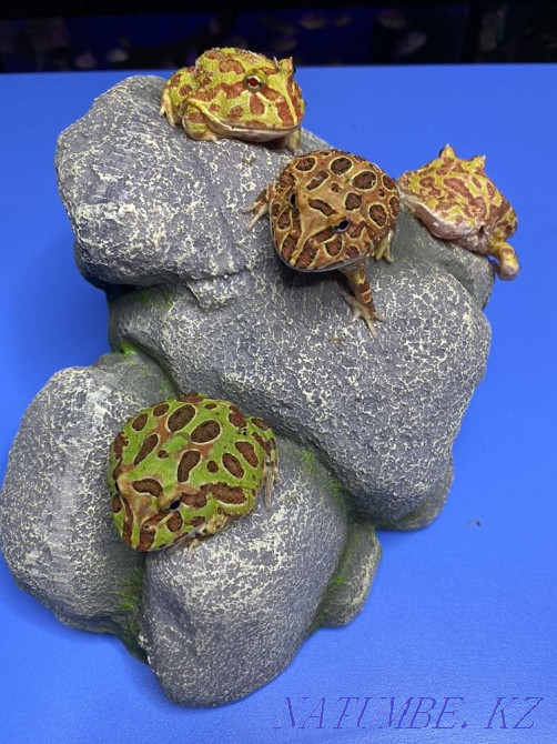 Frog Slingshot in "Live Corner" in Taugul Almaty - photo 2