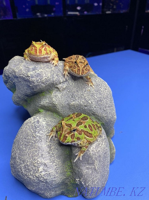 Frog Slingshot in "Live Corner" in Taugul Almaty - photo 5