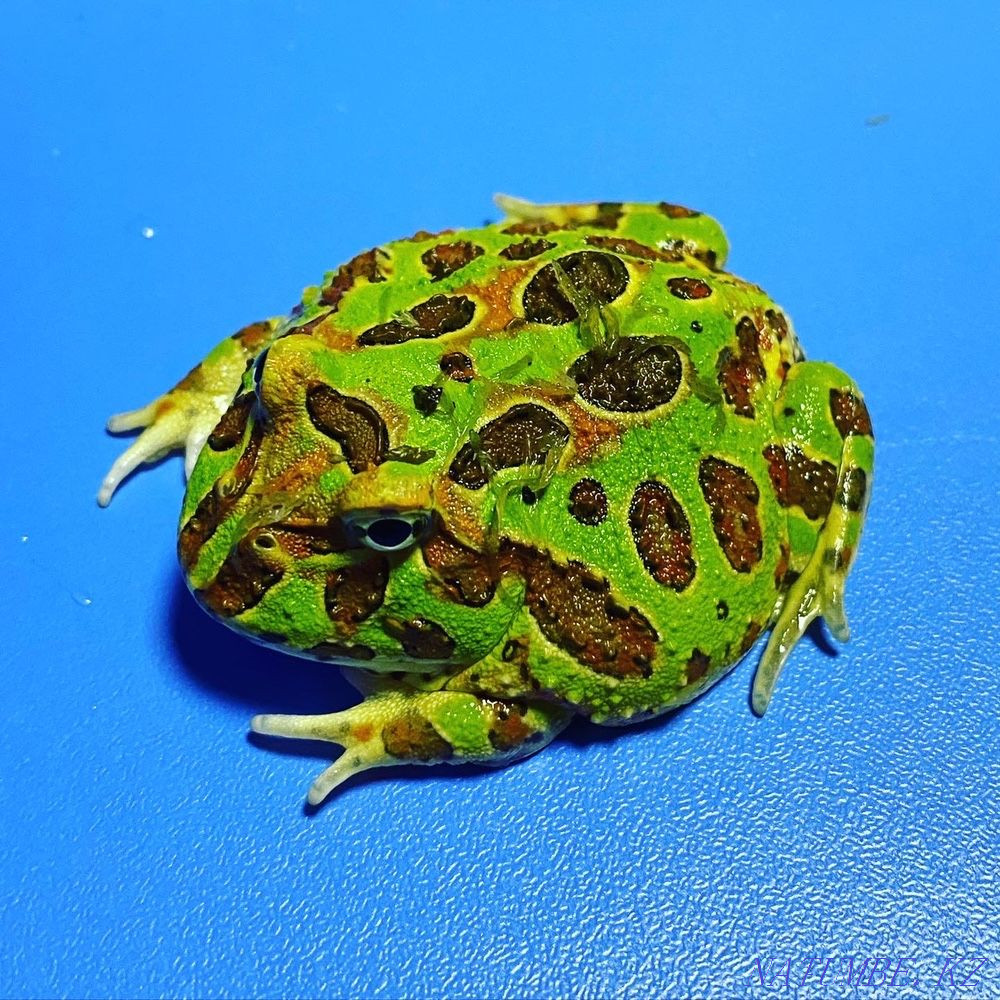 Frog Slingshot in "Live Corner" in Taugul Almaty - photo 1