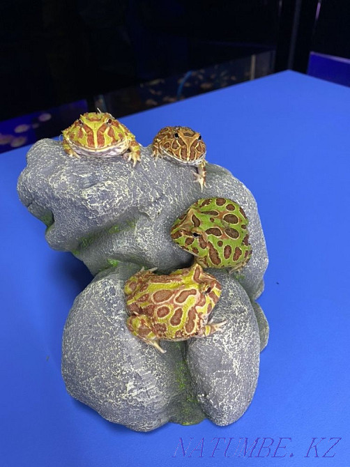 Frog Slingshot in "Live Corner" in Taugul Almaty - photo 6