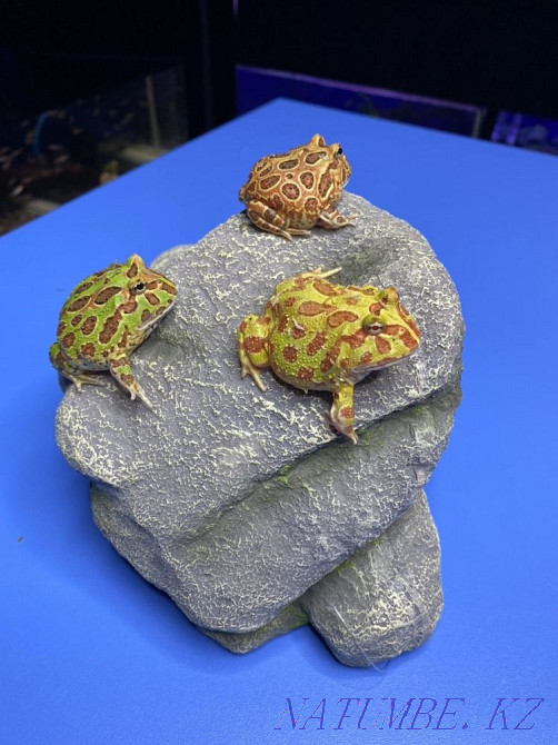 Frog Slingshot in "Live Corner" in Taugul Almaty - photo 7