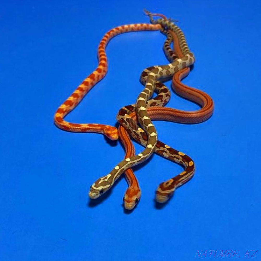 Corn snakes in the 