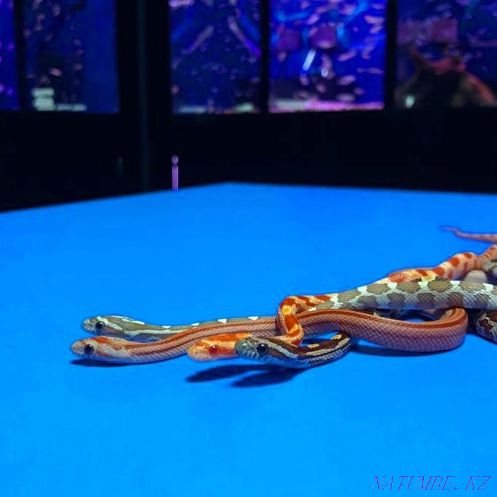 Corn snakes in the 