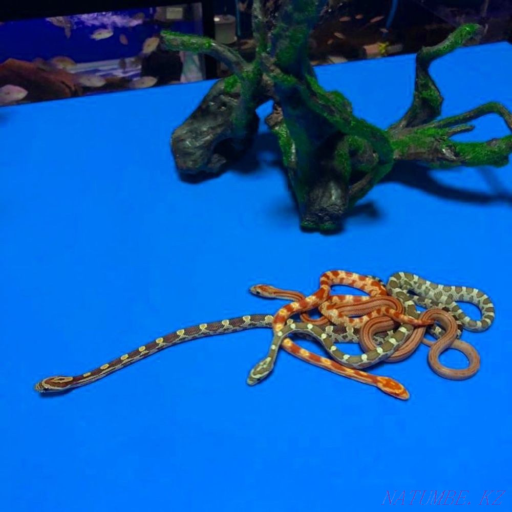 Corn snakes in the 