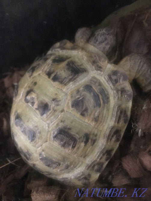 Turtle ! Astana - photo 3