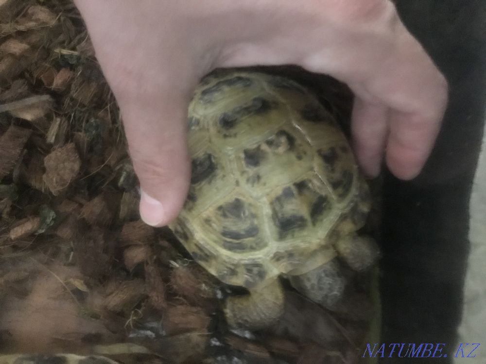 Turtle ! Astana - photo 2