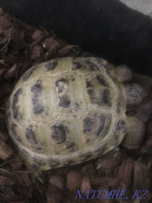 Turtle ! Astana - photo 1