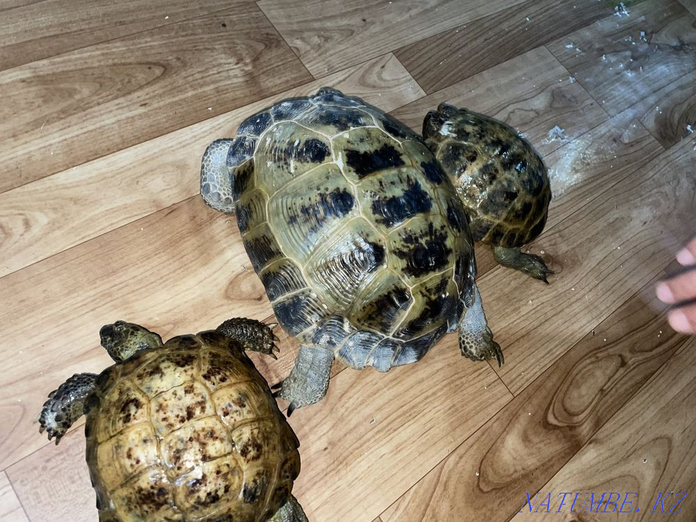 Turtles Abay - photo 1