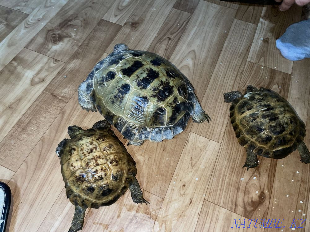 Turtles Abay - photo 3