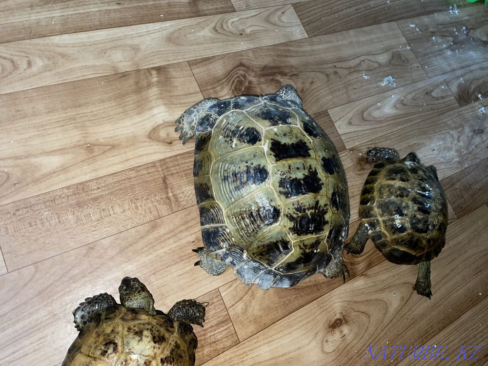 Turtles Abay - photo 2