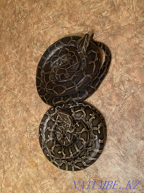 Продаю змею. 3-х метровую Алматы - изображение 1