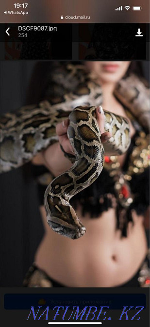 Продаю змею. 3-х метровую Алматы - изображение 3