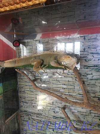 iguana with terrarium Petropavlovsk - photo 2