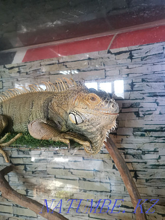 iguana with terrarium Petropavlovsk - photo 1