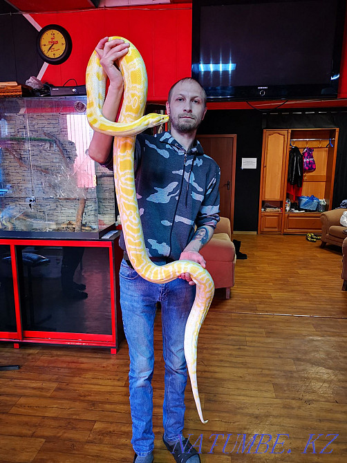 тигровый питон albino Петропавловск - изображение 1